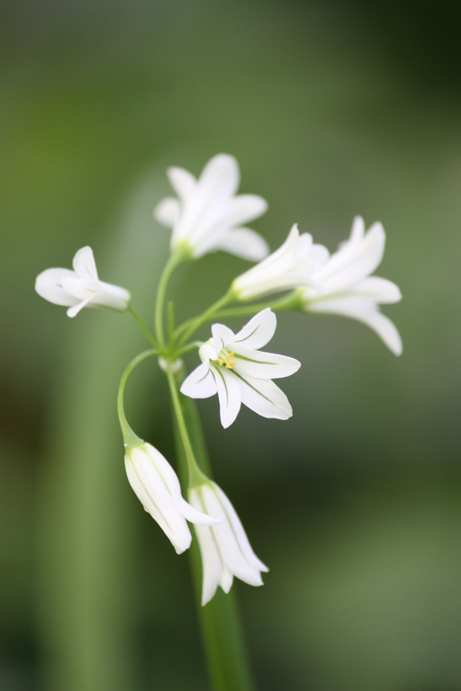 National Botanic Park