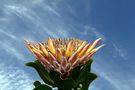 National Flower of Southern Africa de Abracadabra 