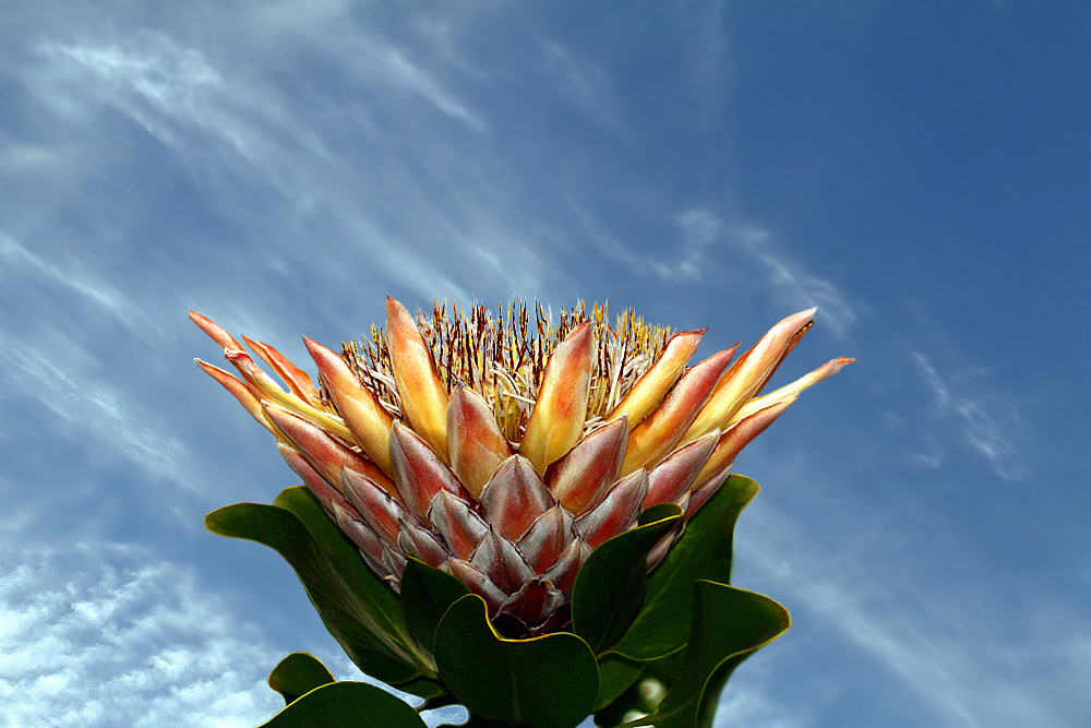 National Flower of Southern Africa