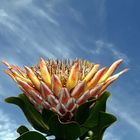 National Flower of Southern Africa