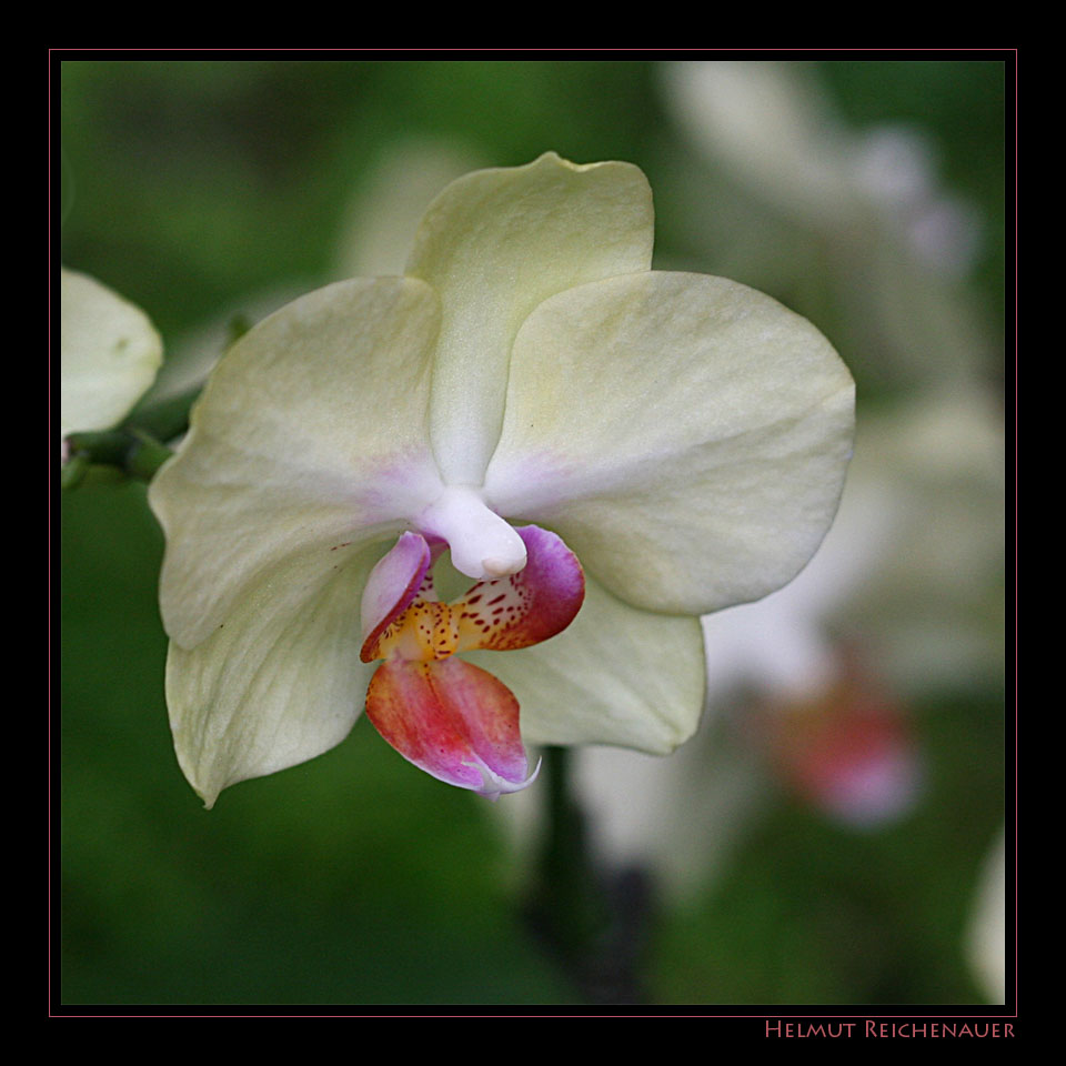 National Orchid Garden II, Singapore / SG