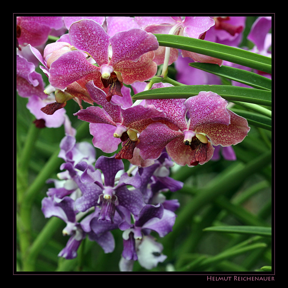 National Orchid Garden III, Singapore / SG