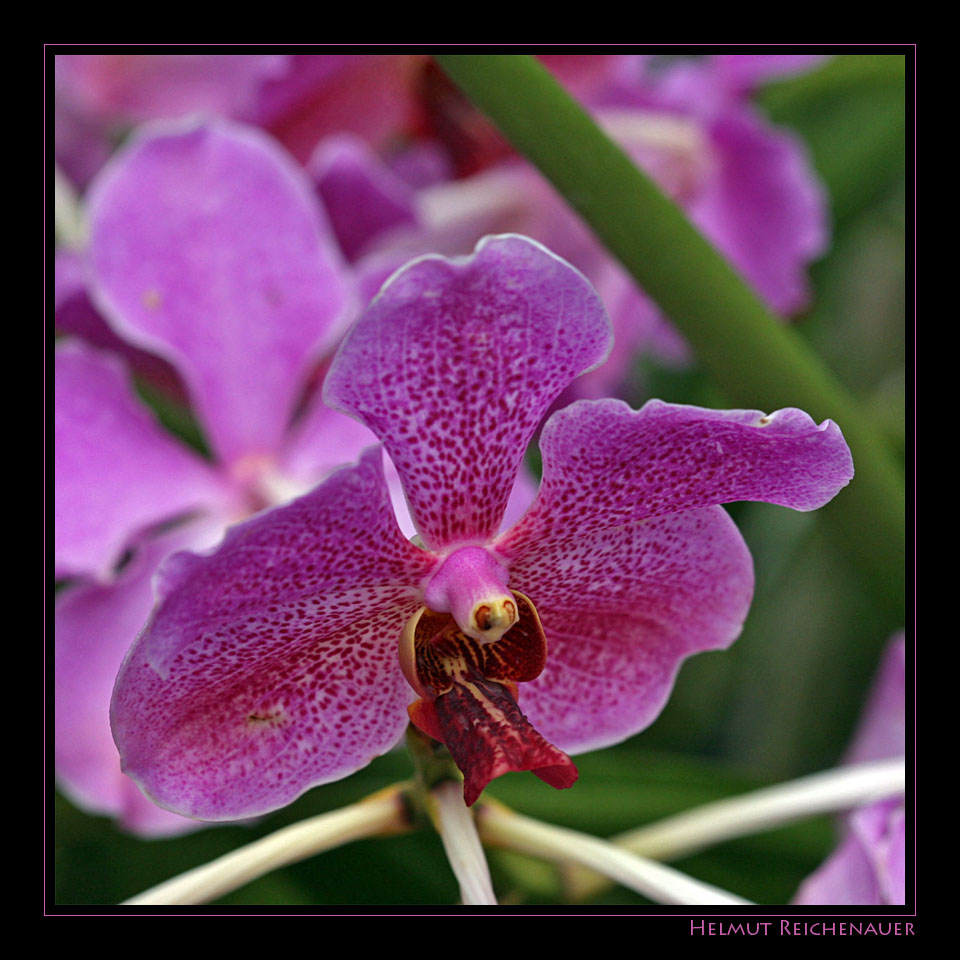 National Orchid Garden IV, Singapore / SG