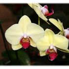 National Orchid Garden - Singapore 2