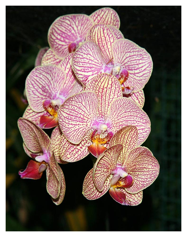 National Orchid Garden - Singapore 3