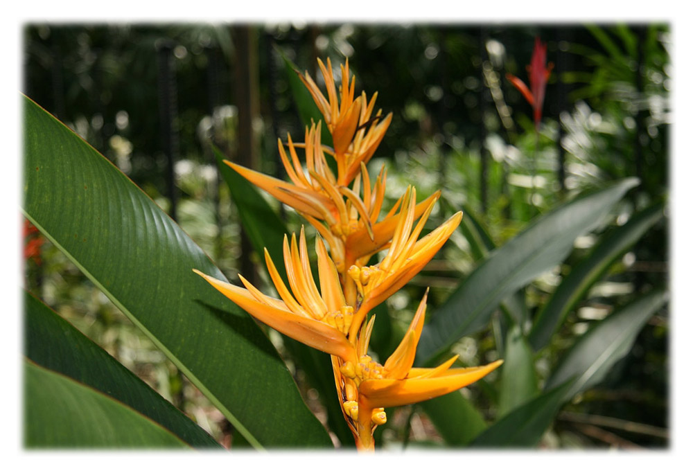 National Orchid Garden - Singapore 4