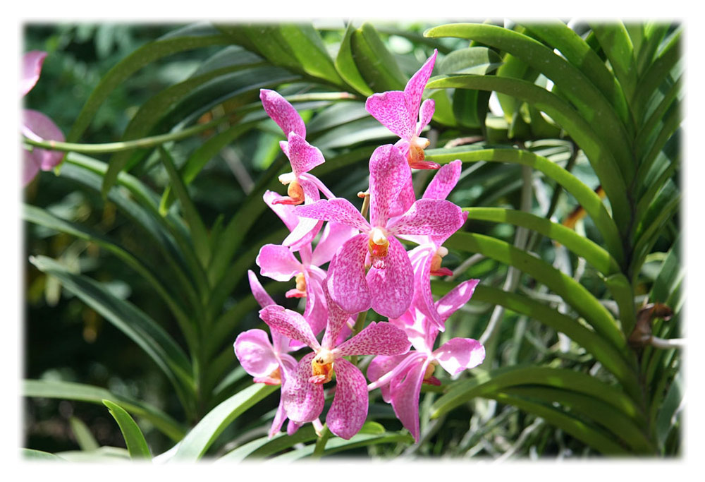 National Orchid Garden - Singapore 5