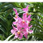 National Orchid Garden - Singapore 5
