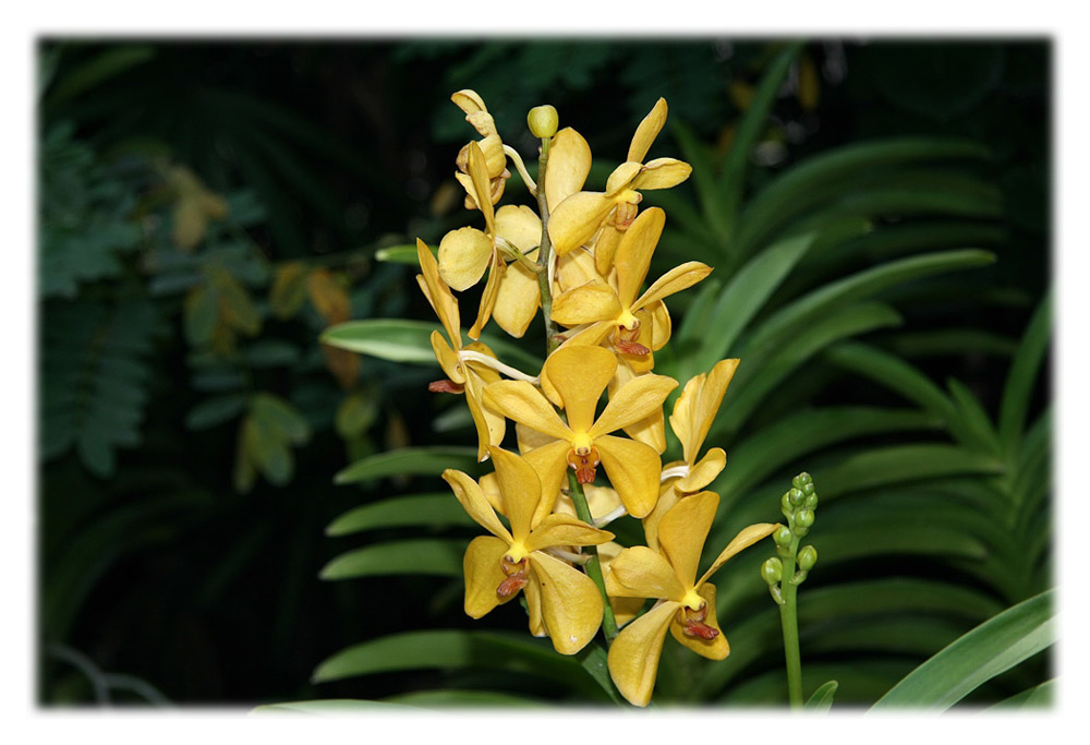 National Orchid Garden - Singapore 6