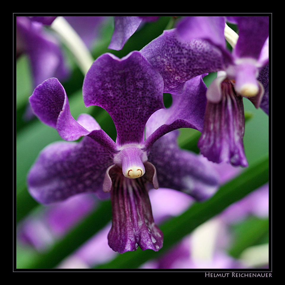 National Orchid Garden V, Singapore / SG