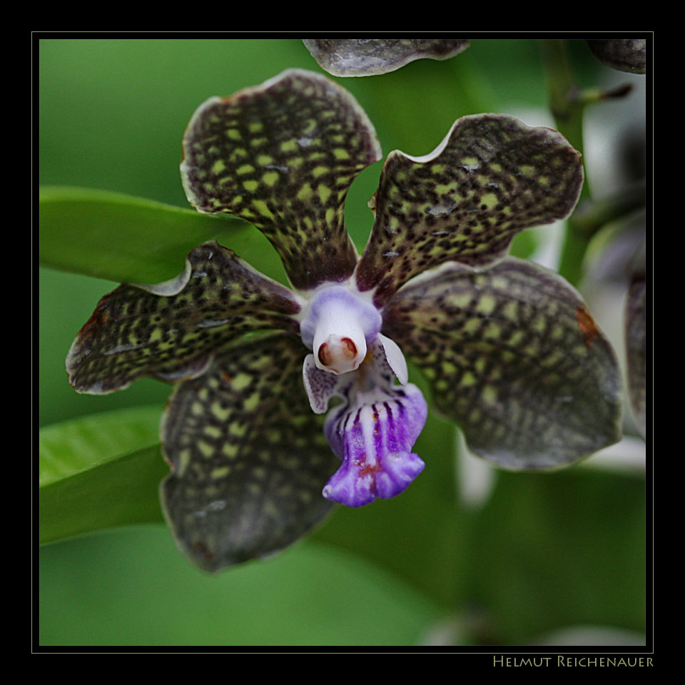 National Orchid Garden VII, Singapore / SG