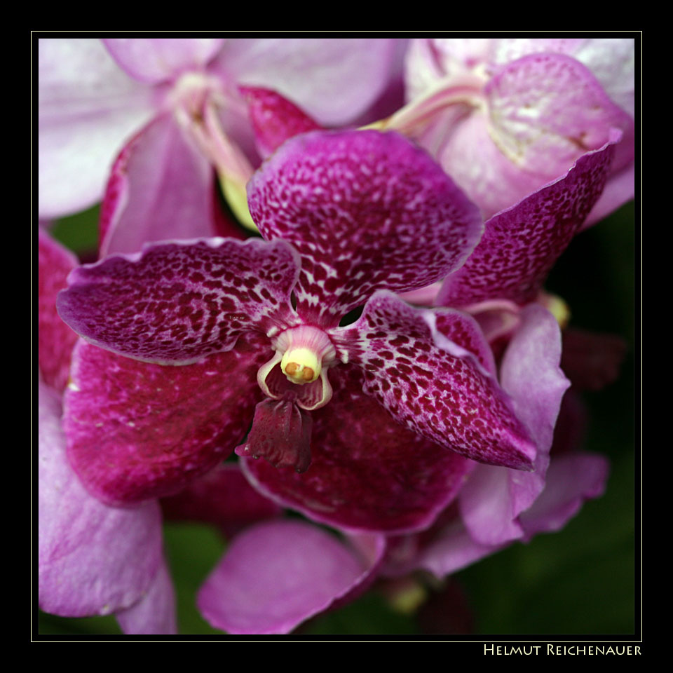 National Orchid Garden X, Singapore / SG