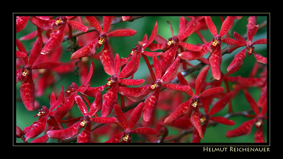 National Orchid Garden XI, Singapore / SG