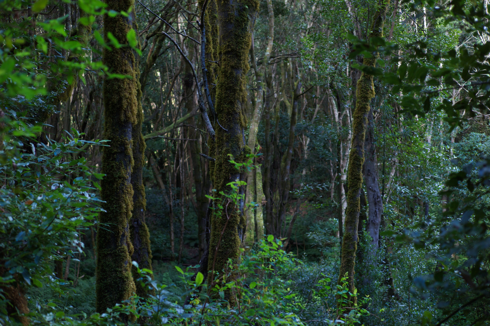 National Park Garajonay (La Gomera)