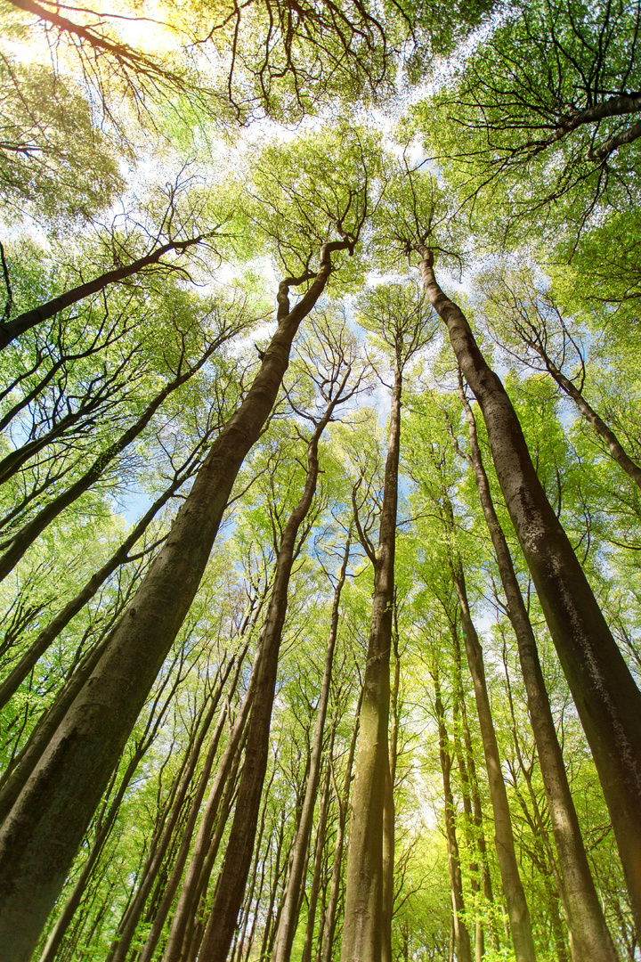 National Park Jasmund