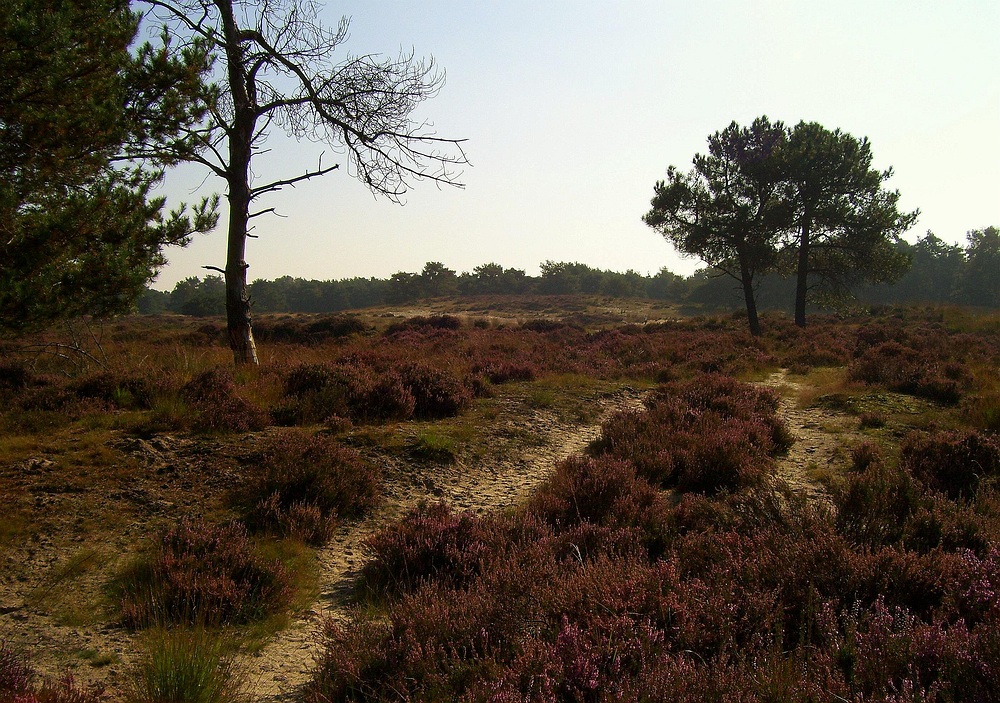 National Park Kalmthout - Belgium (2)