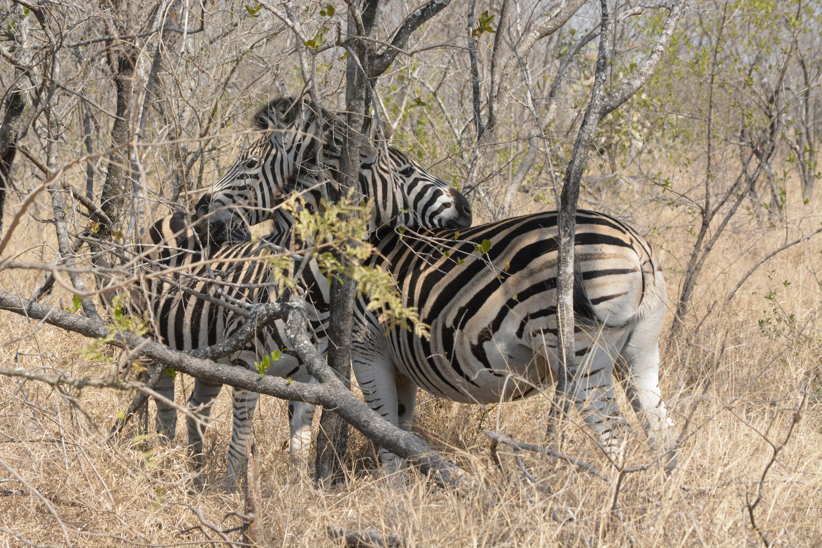 National Park Kruger