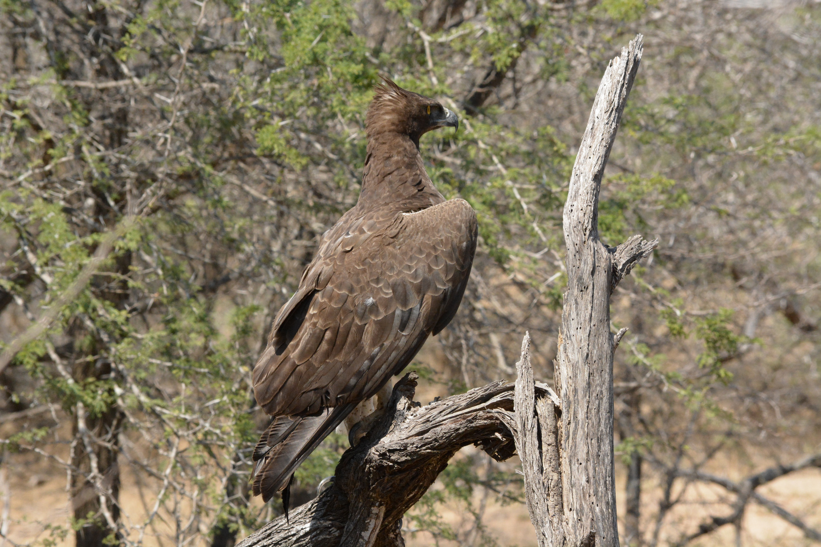 National Park Kruger