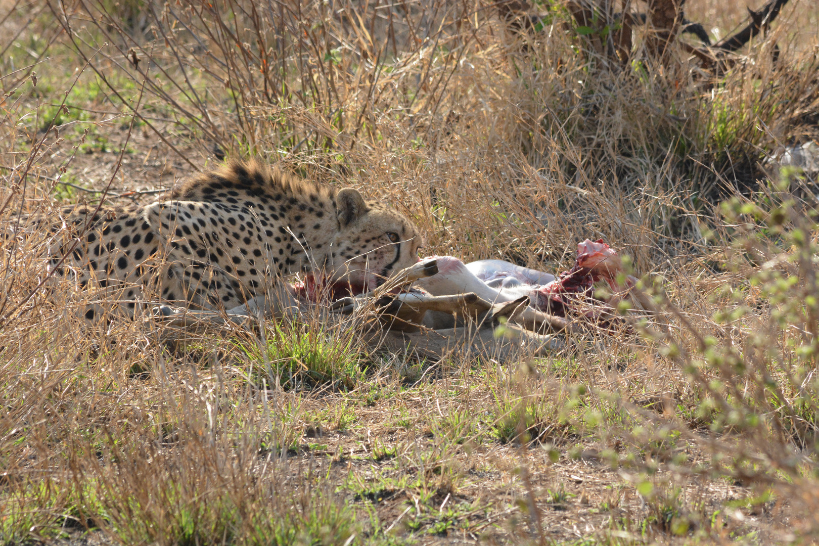 National Park Kruger