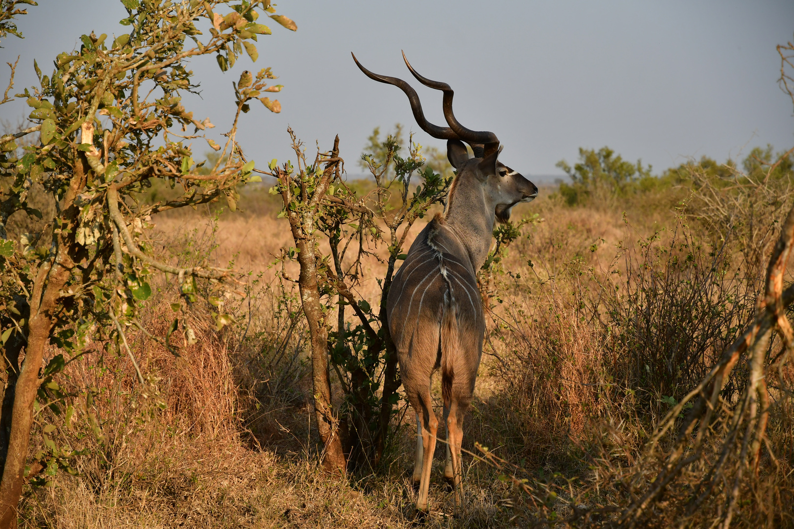 National Park Kruger