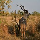 National Park Kruger