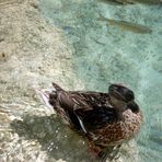 National Park Plitvice lakes  - Croatia