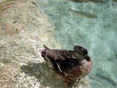 National Park Plitvice lakes  - Croatia