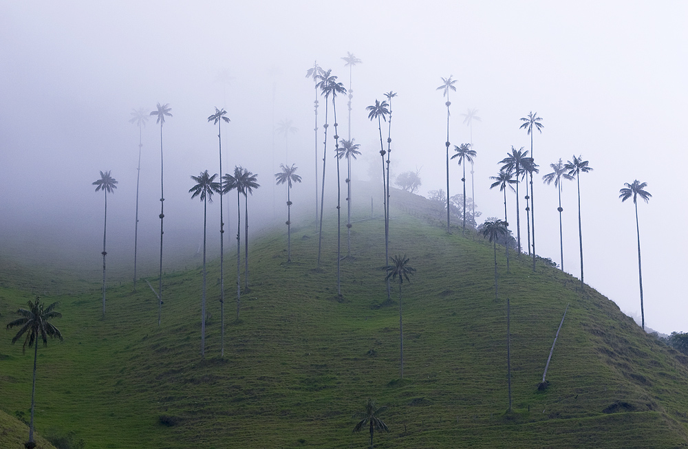 Nationalbaum Kolumbiens