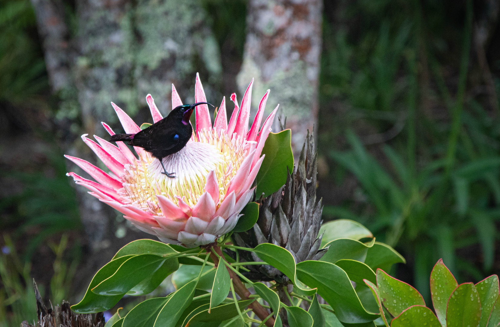 Nationalblume Südafrikas mit Besuch Foto & Bild africa, southern