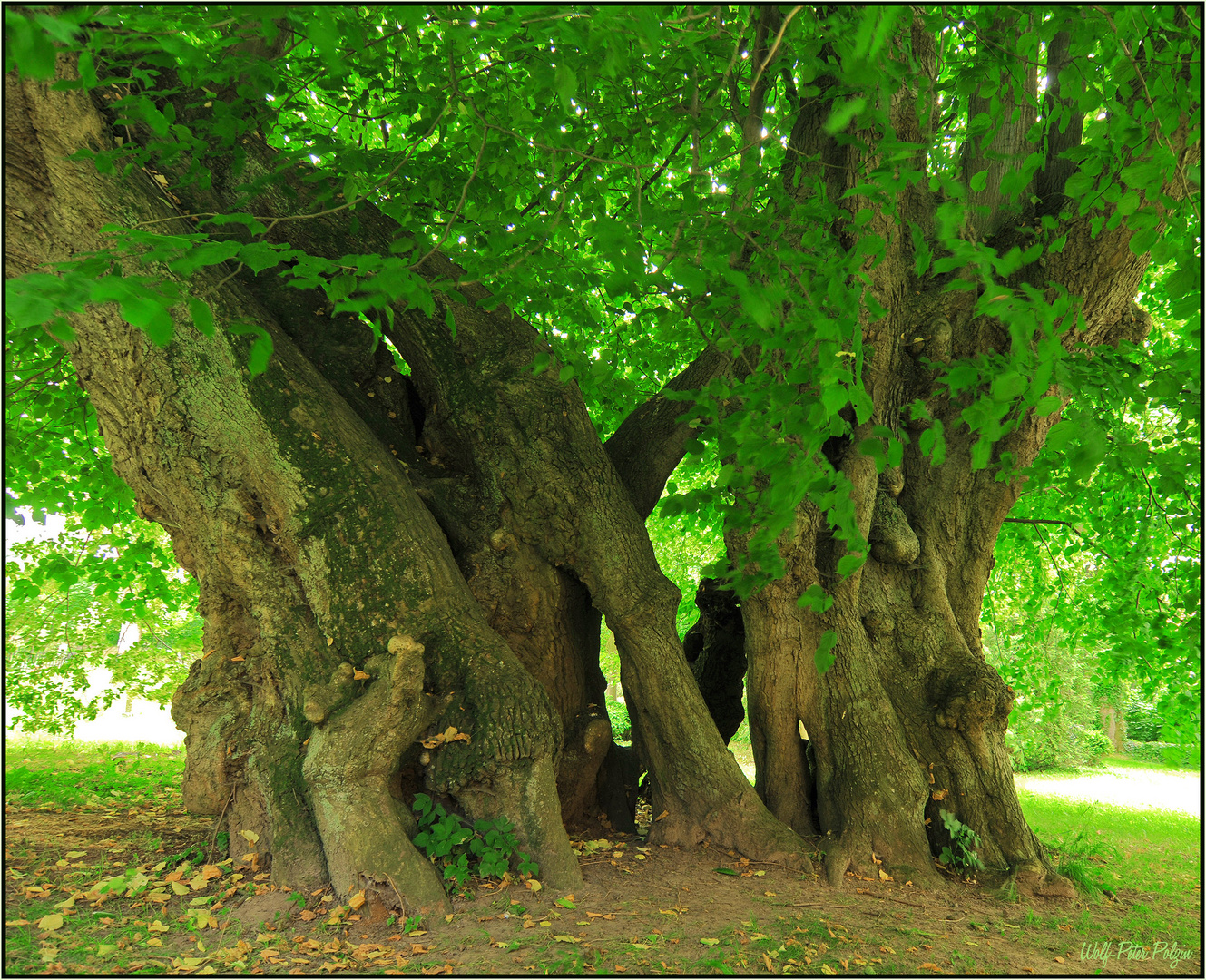 Nationalerbe-Baum: Polchower Linde