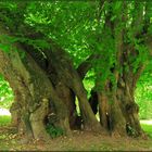 Nationalerbe-Baum: Polchower Linde