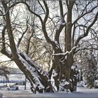 Nationalerbe-Baum Polchower Linde