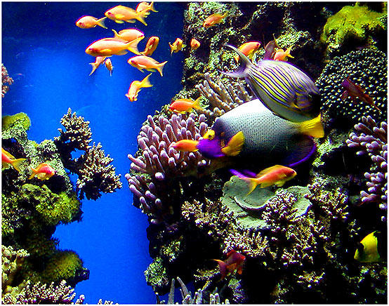 Nationales Aquarium Monaco