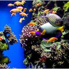 Nationales Aquarium Monaco