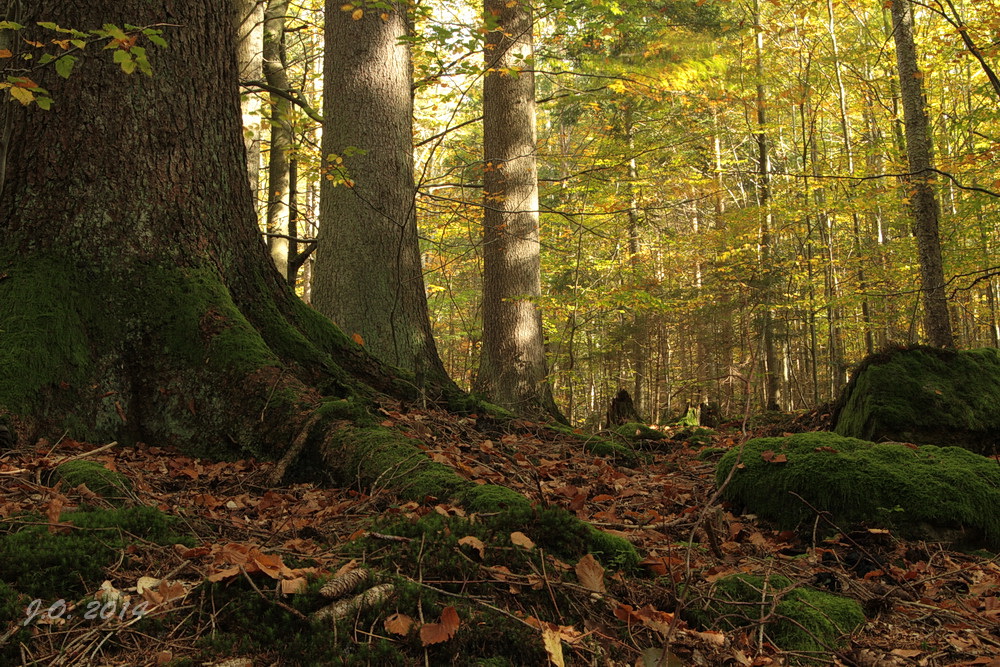 Nationalpark Bayerischer Wald