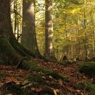 Nationalpark Bayerischer Wald