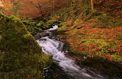 Nationalpark Bayerischer Wald