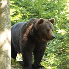 Nationalpark Bayerischer Wald