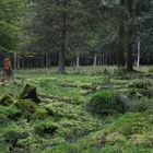 Nationalpark Bayerischer Wald