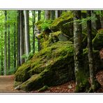 Nationalpark - Bayerischer Wald II