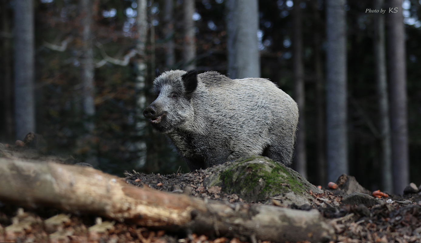 Nationalpark Bayrischer Wald 