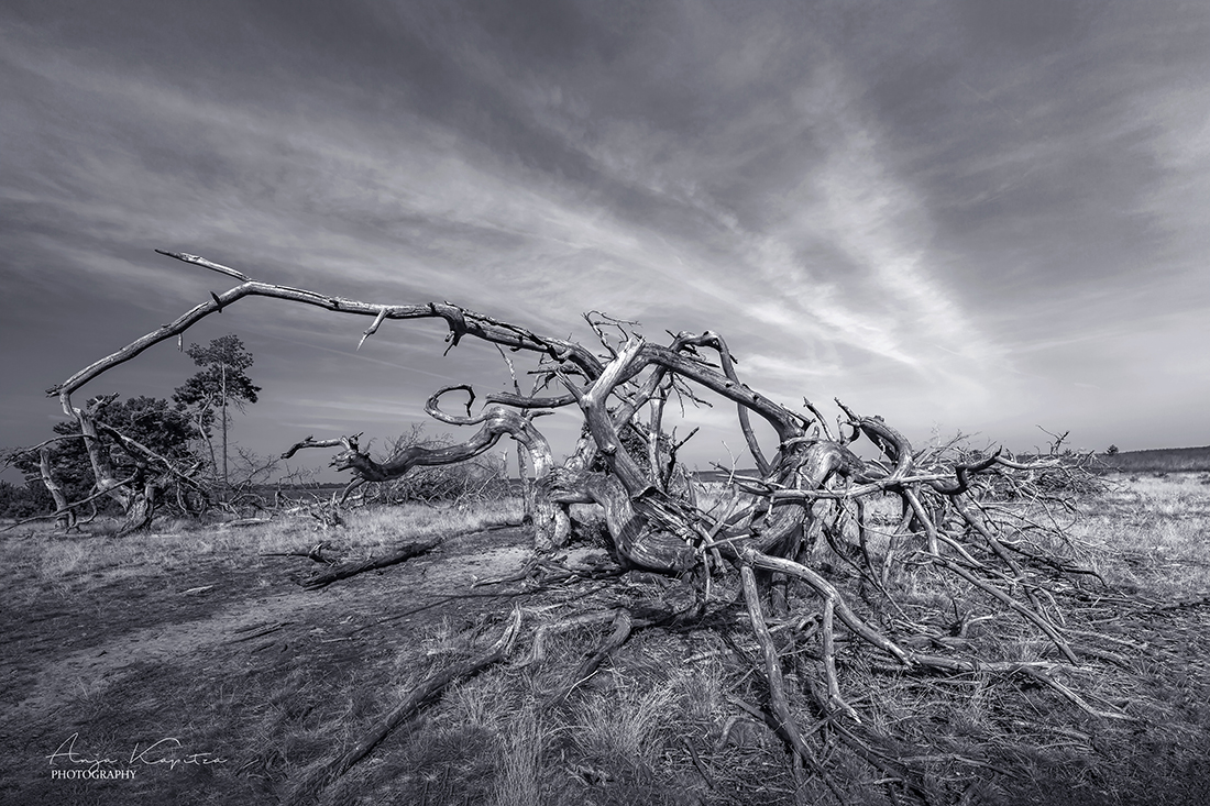 Nationalpark De Hoge Veluwe