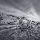 Nationalpark De Hoge Veluwe