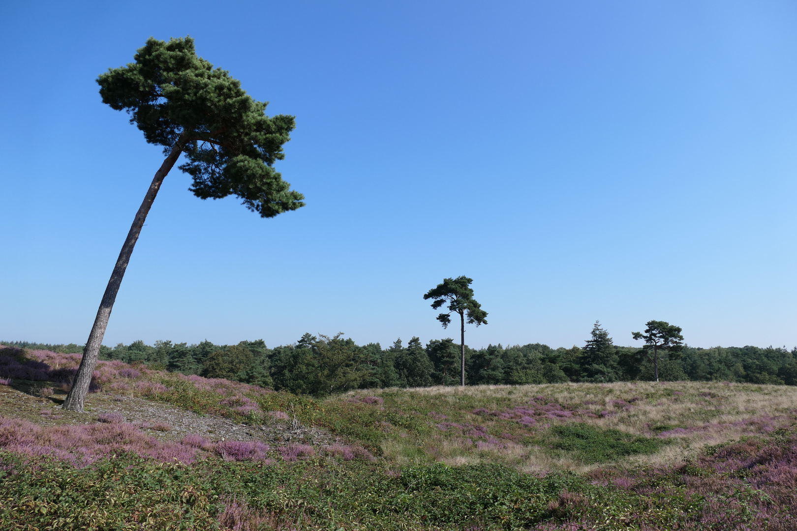 Nationalpark de Maasduinen 