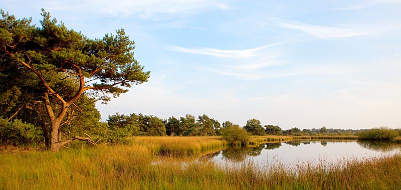 Nationalpark De Maasduinen - Niederlande - Abendstimmung