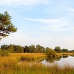 Nationalpark De Maasduinen - Niederlande - Abendstimmung