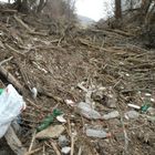 Nationalpark Donauau haslau an der Donau bei Hochwasser