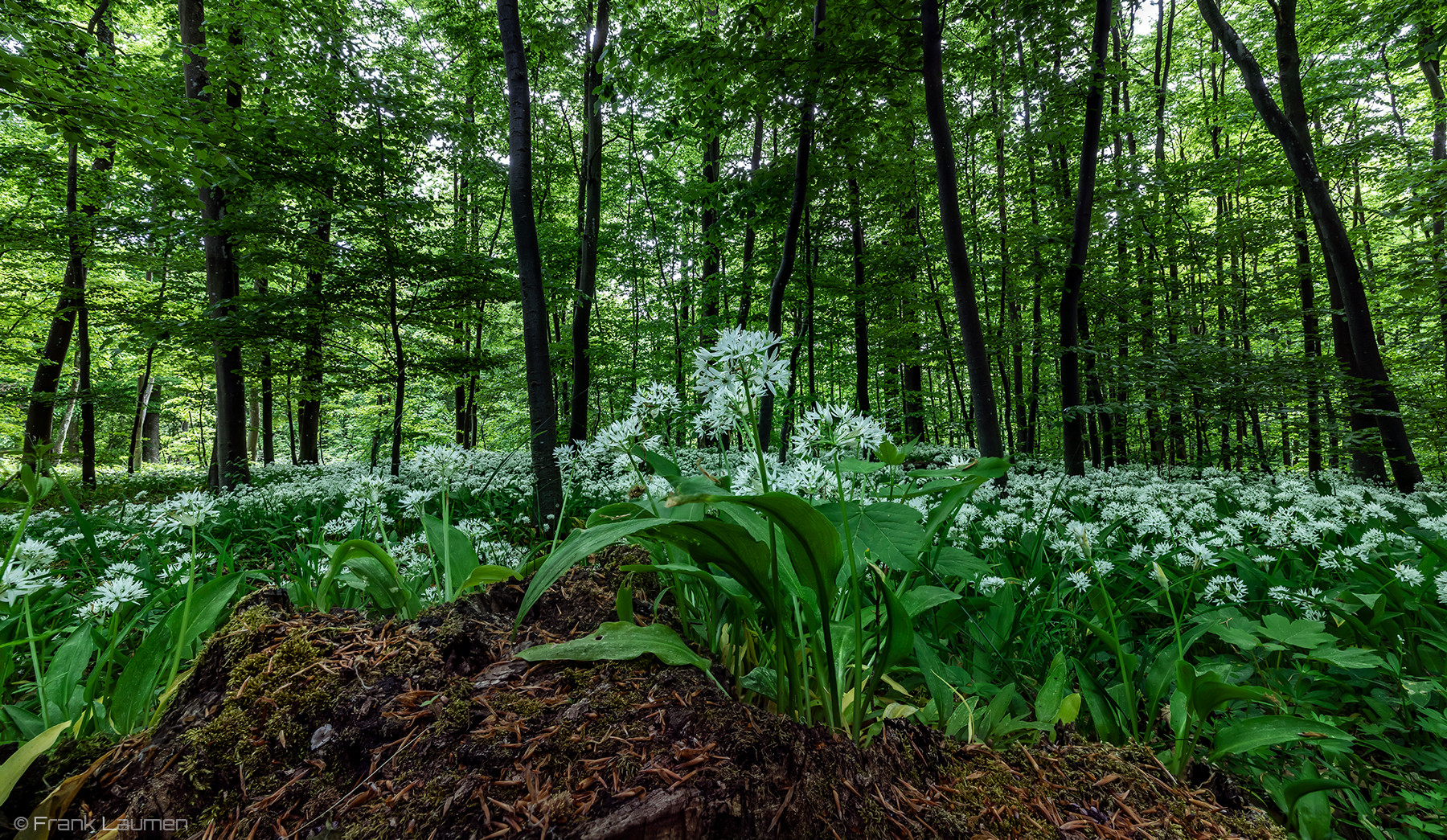 Nationalpark Eifel