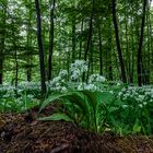 Nationalpark Eifel