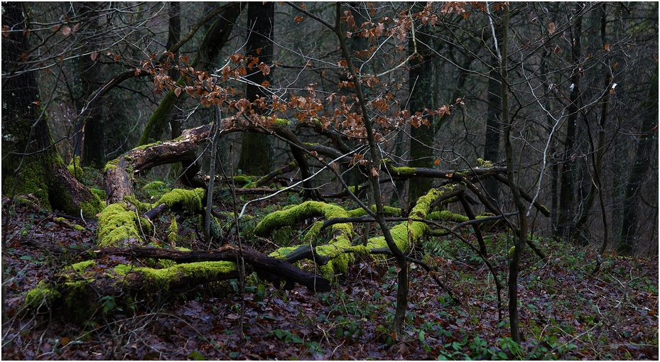 Nationalpark Eifel....